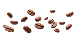 دنت نارگیل